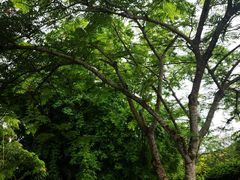 -中国科学院西双版纳热带植物园
