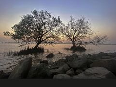 -宝安西湾红树林湿地公园