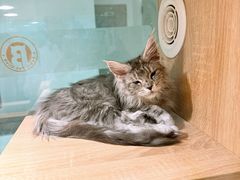 -BABIT巴比特宠物(MOMOPARK店)