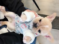 -PETKIT小佩宠物(古北店)