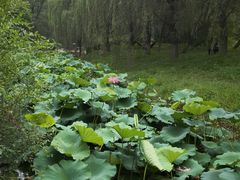 -长白岛森林公园