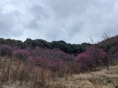 -新建村梅花