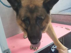 -宠福鑫康馨动物医院·骨科·眼科