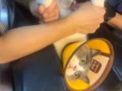-御宝贝·A梦猫科宠物医院(国际猫友好医院)