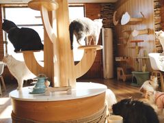 -猫的茶·猫咖