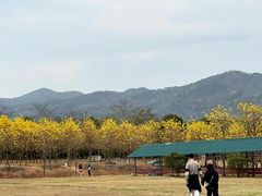 -天适樱花悠乐园
