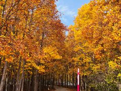 -羊亭河湿地公园