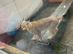 -青藏高原野生动物园