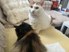 -纳吉亚猫专科动物医院(康都外科中心)