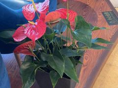 -花舍·新派粤菜·西餐·下午茶(亚运村·鸟巢店)