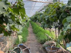 -马陆小张葡萄园农家乐