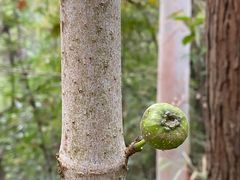 -三门江国家森林公园