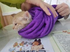 -瑞鹏宠物医院·猫科·宠保定点(梅溪湖分院)