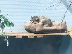 -青藏高原野生动物园