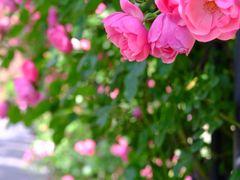 -广富林郊野公园