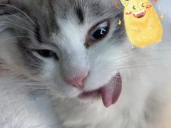 -东莞宠友24H宠物中心医院·转诊夜诊·异宠(新河北路院)