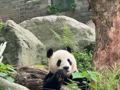 -都江堰中华大熊猫苑