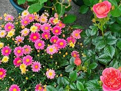 -满月蛋糕定制·商务茶歇·diy课程(万达广场店)