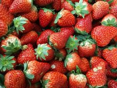 -胜丰草莓采摘园