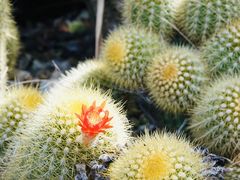 -墨尔本皇家植物园