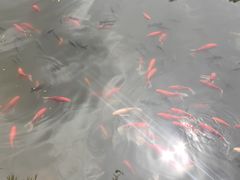 -绿茶餐厅(龙井船宴· 品牌总店)