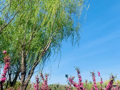 -大兴滨河森林公园