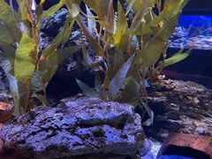 -暹罗海洋世界
