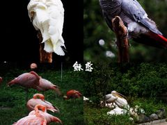 -云南野生动物园