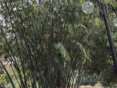 -晓港公园