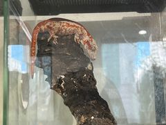 -酷以爬仙阁实体爬宠店·守宫·蜥蜴·专业繁育