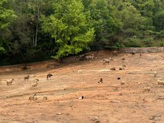 -泉州海丝野生动物世界