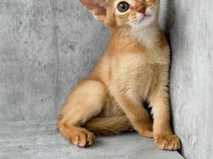 -小猫来了·猫舍(红山六九七九店)