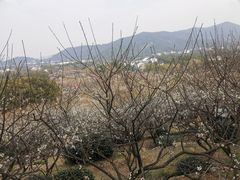 -香雪海