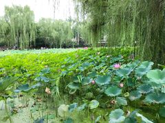 -莲湖公园
