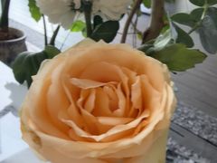 -O'eat Blossom&Pelican(深圳首店)