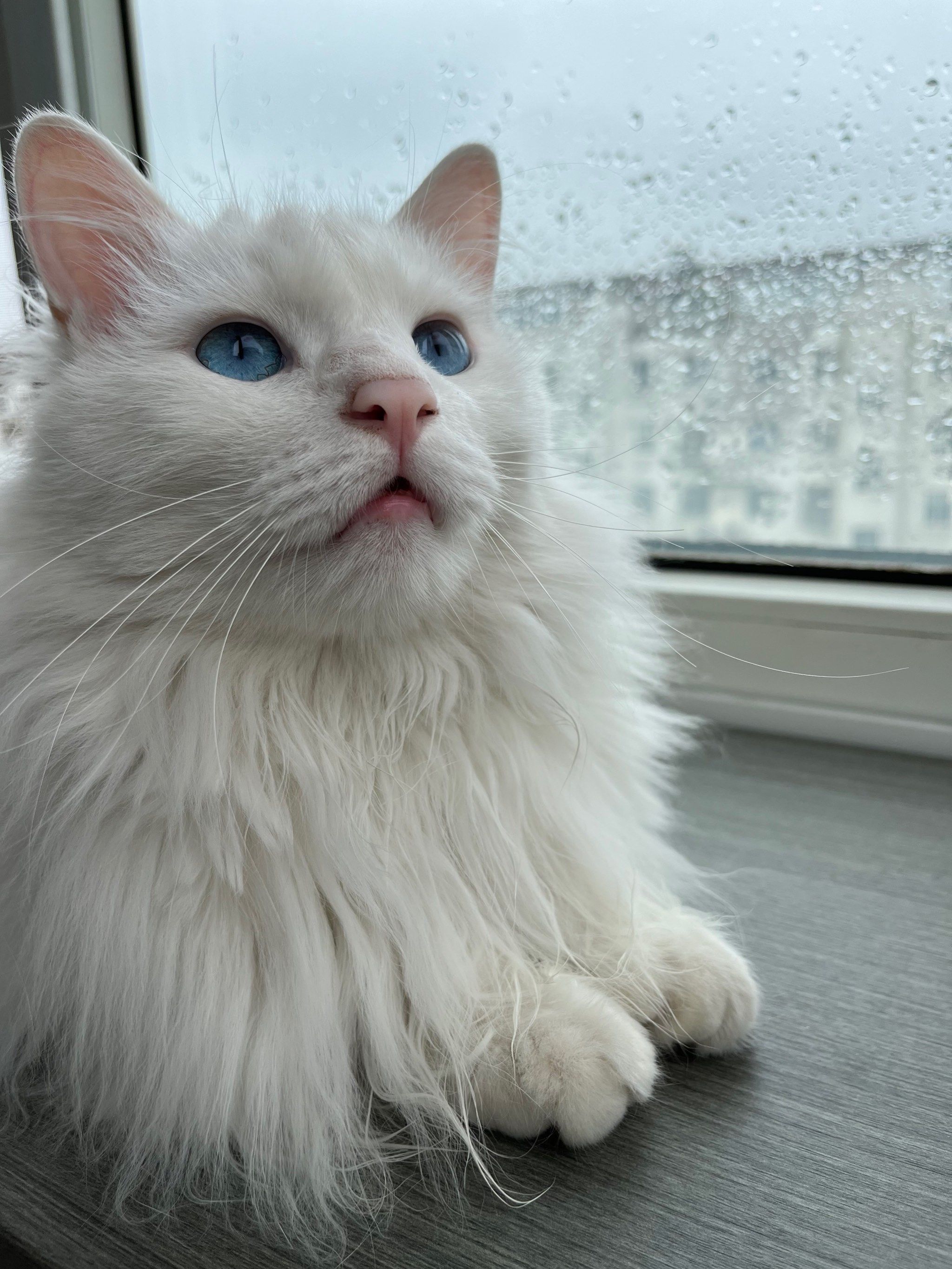 梅雨季节🀄️的猫咪