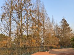 -上海滨江森林公园