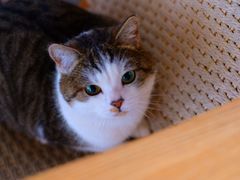 -喵屿·大理花园猫咖