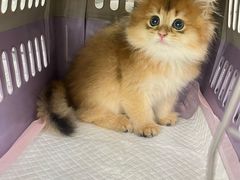 -lincat·猫舍(广州店)