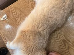 -李小姐の猫咖啡馆(五角场店)