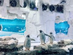 -华夏文旅海洋公园