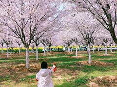 -古柏渡飞黄旅游区