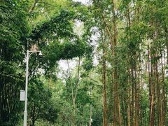 -桤木河湿地公园