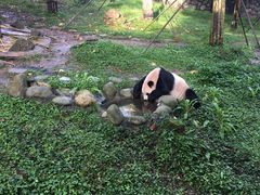 -都江堰中华大熊猫苑
