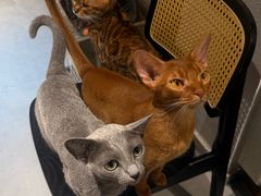 -琪喵猫屋·撸猫猫咖·猫舍