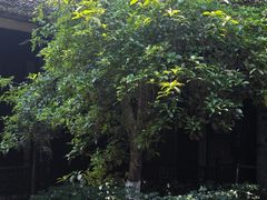-八大山人梅湖景区