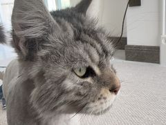 -四月宠物医院·猫专科·心脏专科·内科(转塘店)