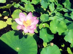 -白洋淀景区