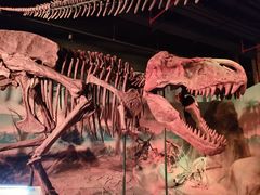 -正佳自然科学博物馆