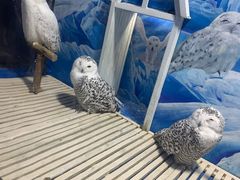 -成都浩海立方海洋公园